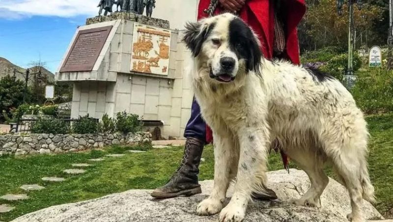 Perros Mucuchíes podrían ser reconocidos como raza internacional +DETALLES