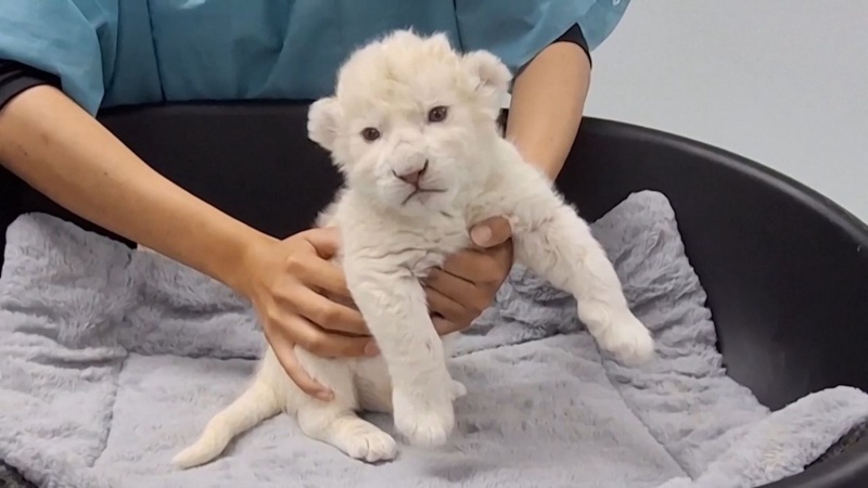 Murió león cachorro que nació en el Zoológico de Maracay, esta sería la causa