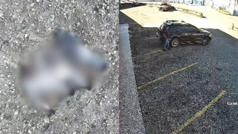 Detenido un sujeto por envenenar a 40 palomas en un centro comercial en Miranda