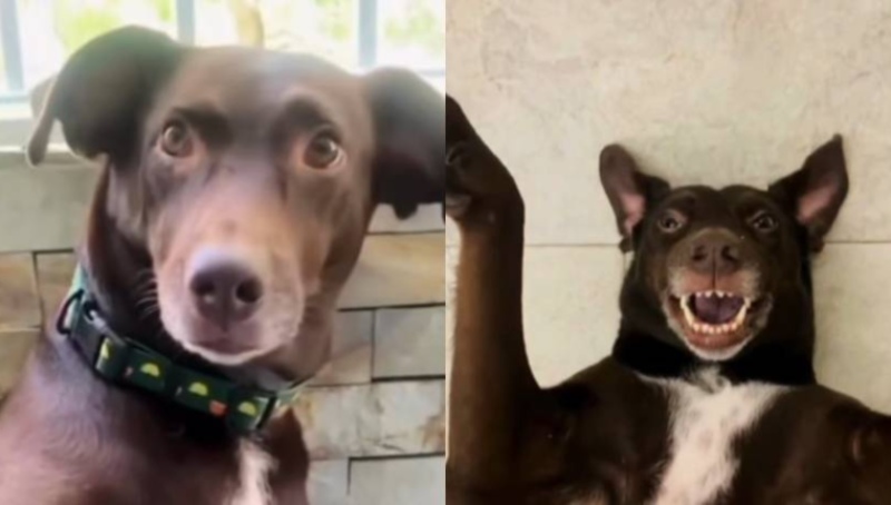 Sascha, la perrita que murió electrocutada en una alcantarilla de Caracas, así fue el hecho