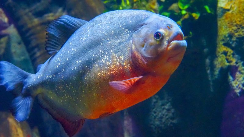 Una niña fue devorada por pirañas tras caer al río Amazonas