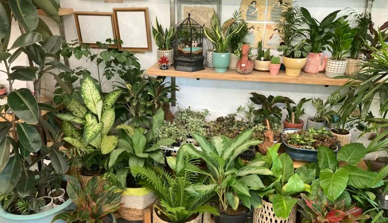 La planta que activa el dinero apenas entra a tu hogar