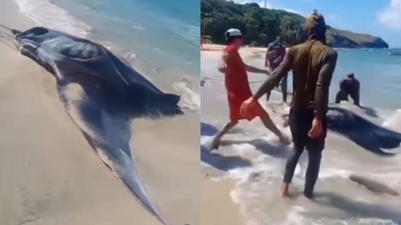 VIDEO: Pescadores salvaron a una mantarraya que quedó varada en playa de Margarita