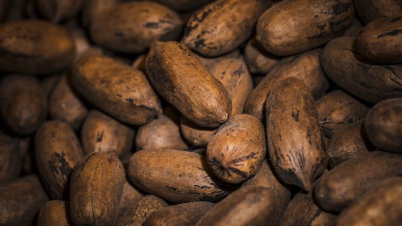 Productores de cacao venezolanos en crisis por caída del precio