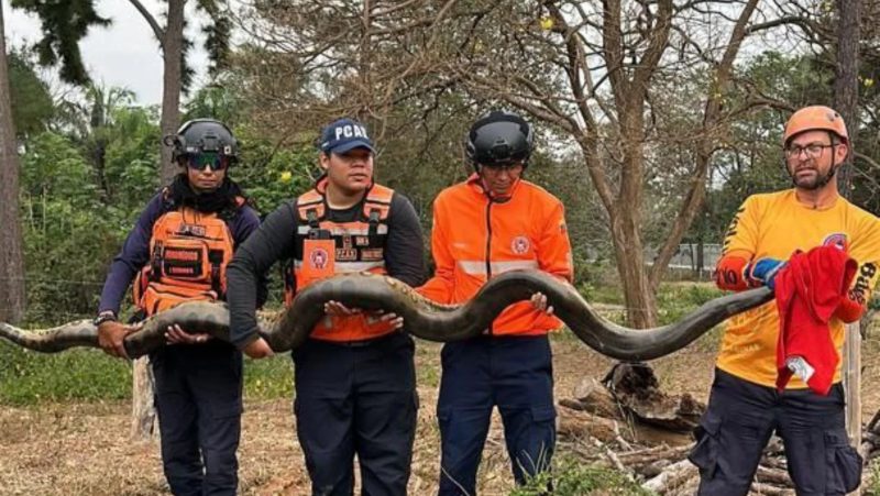 FOTOS: Rescatan a una gigante anaconda de seis metros en carretera de Barinas
