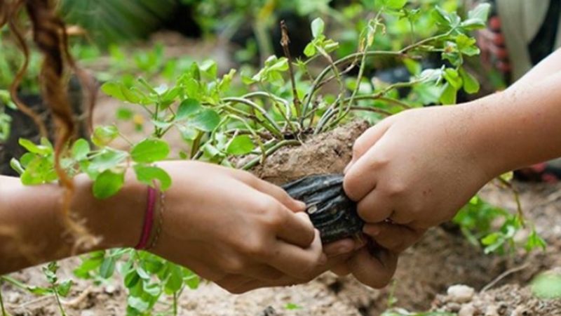 Denuncias ambientales podrán hacerse a través de esta página web