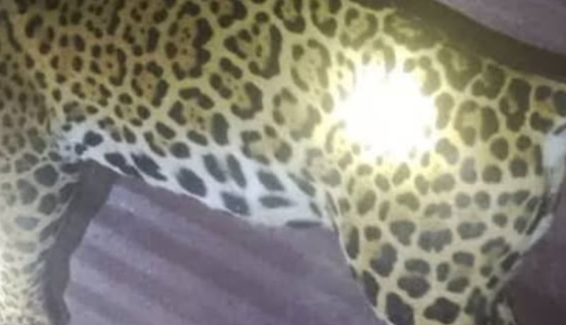 En Amazonas: Vecinos sacrificaron dos tigres mariposa "por seguridad"