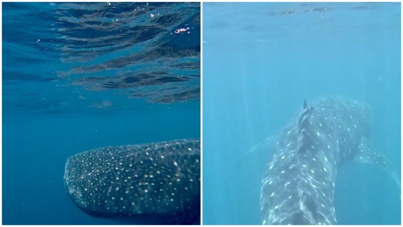 VIDEO VIRAL: El impresionante avistamiento de tiburones ballenas en la Guaira