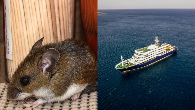Francia confirma caso de hantavirus fuera del crucero, autoridades detallaron cómo se contagió