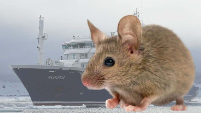 Ratón colilargo, el animal vinculado a la cepa andina del hantavirus