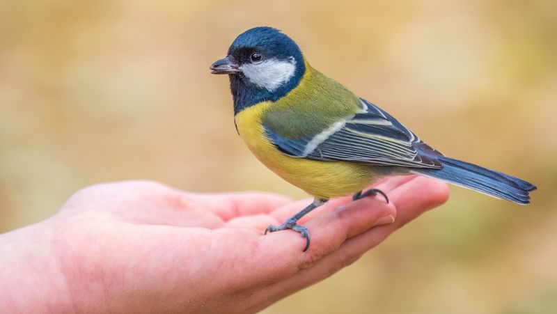 Descubren un inesperado comportamiento de las aves con las mujeres