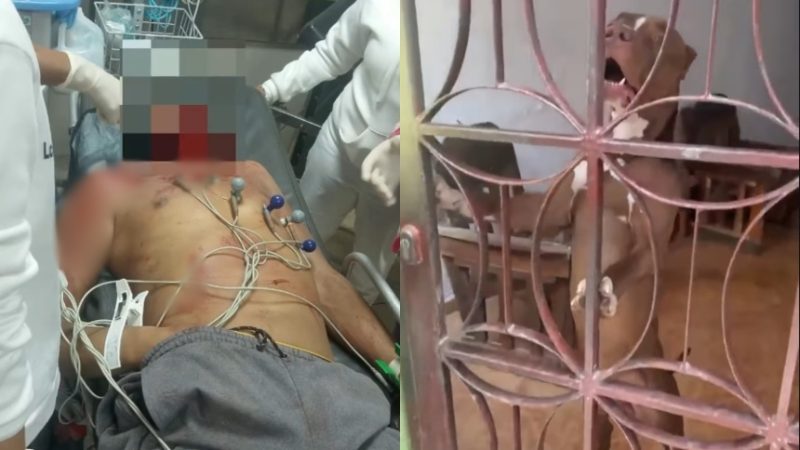 En La Guaira: Pitbull atacó a su dueño y le causó la muerte accidentalmente