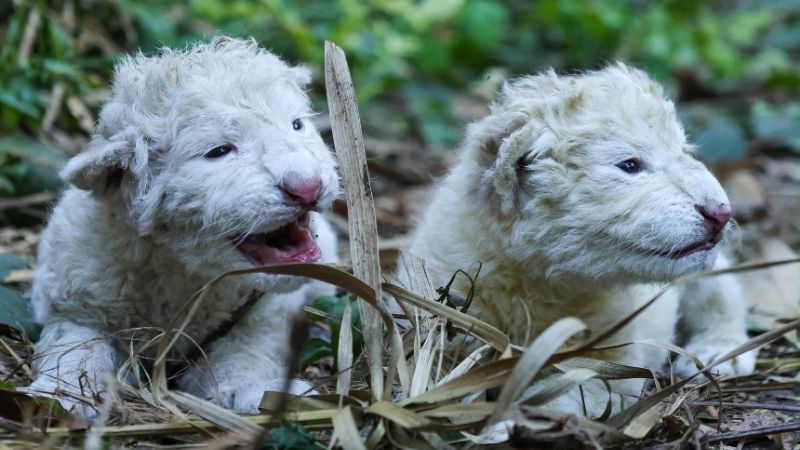 Nacieron dos León Blanco de Timbavati en Maracay +IMAGENES VIRALES