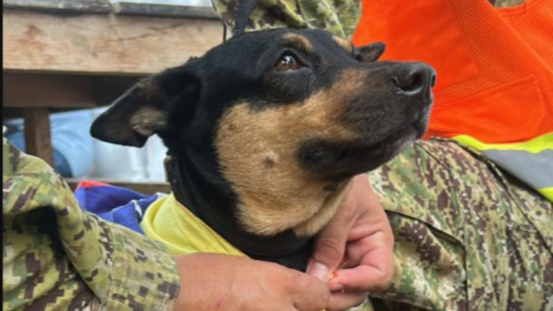 Fénix: la perrita venezolana que será entrenada por rescatistas de El Salvador