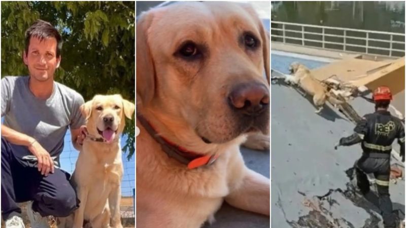 La extraña muerte de Quino, el perrito rescatista que ayudó a salvar vidas en La Guaira